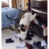 Reacciones gatunas🐱🤪 12