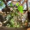 Macacos  13
