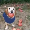 🐕 Apple Dog Perro con🍎 12