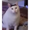 Kucing random 2 ✨🐈😼 7