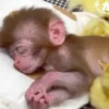 🧿Monkey🐒Changuitos🐵 27