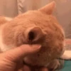 🐾 Gatos ramdon 2 🐈 13