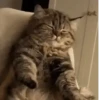 Animalitos cute ✨😸🐾 11