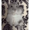 🐹✨️REACCIONES HAMSTER FUNNY✨️🐹 9