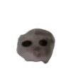 Animales Tiktoks 🤣 15