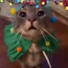 NAVIDAD RANDOM 🎄❤️ 24