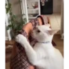 99% cats 7