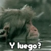 Moods Animalitos 5