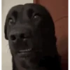 GIFs Quê? 2 🤨 10