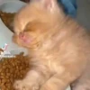 Милый движущийся кот GIF 12