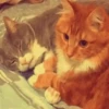 Gatos 5