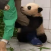 Panda 🐼 5