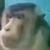 Sapo que pula, ri e muito mais 7