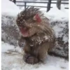 Monkey 22