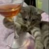 Gatinhos little cats 22