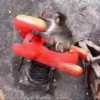 Monkeys 3 20