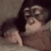 Macacos  5