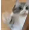 😼Michis Gatos Random 🐱🐈 5