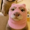 Animalitos cute ✨😸🐾 12