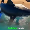 tralalero tralala
