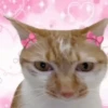 Gatos memes 13