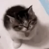 😽 Gatitos Que Necesitas 2 😻 9