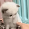 😽 Gatitos Que Necesitas 2 😻 13