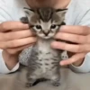 Cute Cat's 🐱🐾❤️ 5