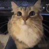 😽 Gatitos Que Necesitas 2 😻 10