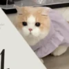 🐾 Gatos ramdon 2 🐈 23