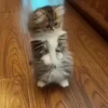 Cute Cat's 🐱🐾❤️ 14