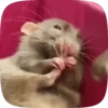 🐭 Ratitas Animadas 🐁 14
