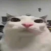 🌈🐈Reaccion Gatos Pal Chat🐈‍⬛🌈 5