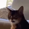 Animais Engraçados | Memes 🐾 10