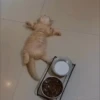 Gatinhos little cats 13