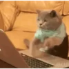 CAT 🩷 22
