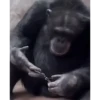 Monkey 19