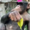 Monos y changuitos 5 🦧🦍🐒 12