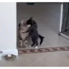 99% cats 13