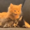Gatos mix 🐱🐈 6