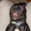 🐶Reacciones de Perritos🐶 15