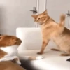 Gatos 14