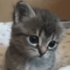 😽 Gatitos Que Necesitas 2 😻 12