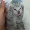 Gatinhos 6