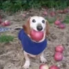 🐕 Apple Dog Perro con🍎 10