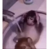 Monos.xasl 13
