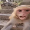 🐵 Monos Monitos Virales 🔥 12