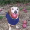 🐕 Apple Dog Perro con🍎 15