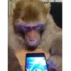 Monitos 🐵🐵🐵 10