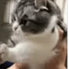 😼Michis Gatos Random 🐱🐈 16
